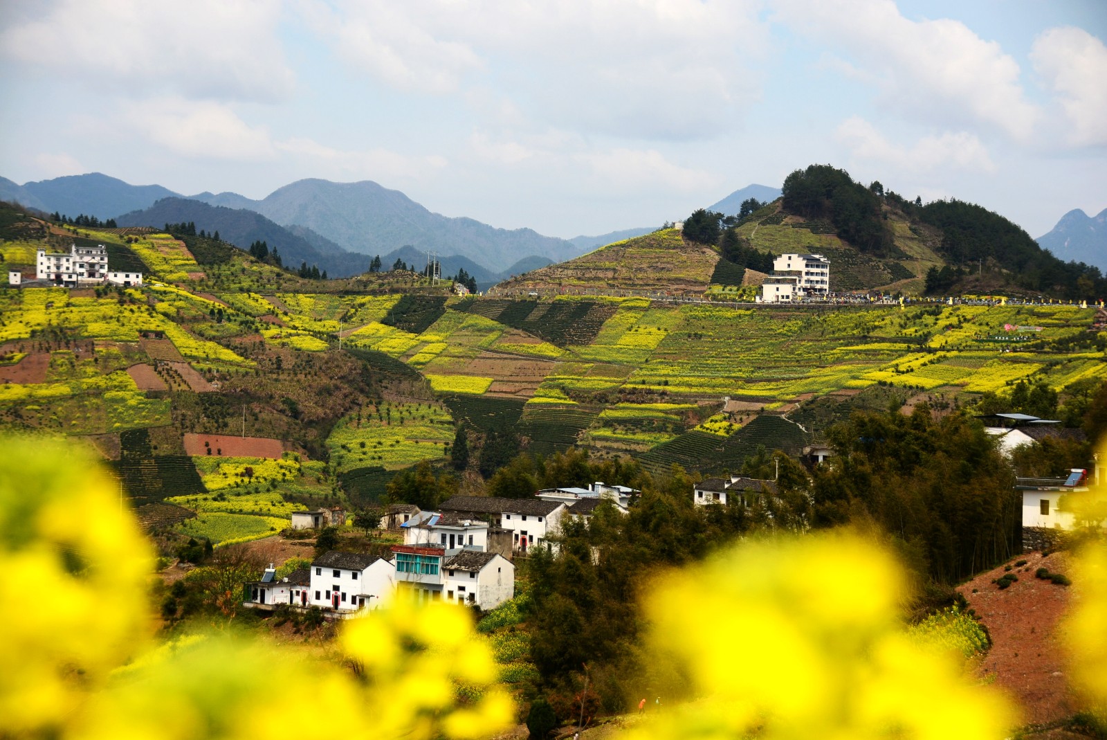 Rape-Flower-Fields